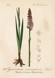Short-spurred fragrant orchid, Gymnadenia odoratissima