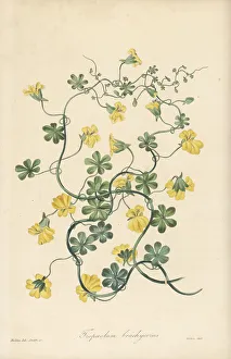 Niece Prints: Short-spurred tropaeolum, Tropaeolum brachyceras