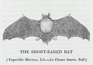 Bewick Collection: Shorteared Bat (Bewick)