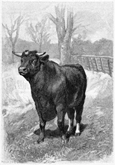 Shorthorn Bull