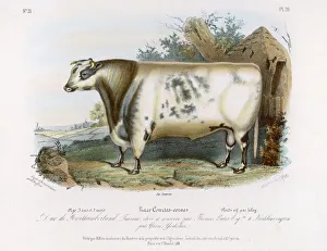 Shorthorn Bull
