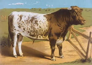 Ironclad Gallery: Shorthorn Bull Ironclad
