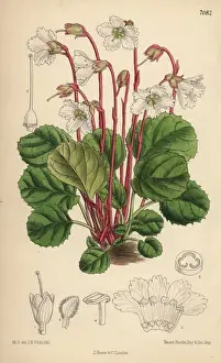 Matilda Prints: Shortia galacifolia, Oconee bells, native of Carolina