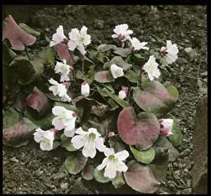 Shortia Uniflora (Nippon Bells)