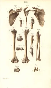Corbie Prints: Shoulder blade and arm bones: scapula, humerus