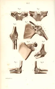Masse Prints: Shoulder and elbow joints