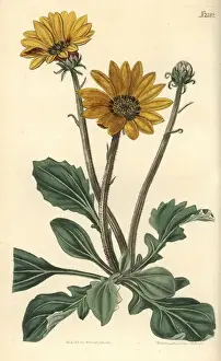 Showy arctotis, Arctotis speciosa