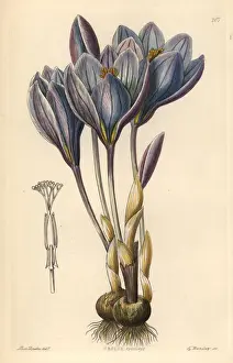 Showy Autumn crocus, Crocus speciosus