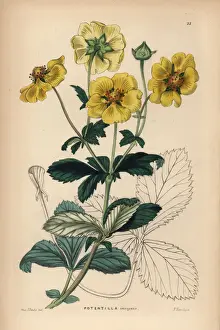 Cinquefoil Prints: Showy cinquefoil, Potentilla insignis