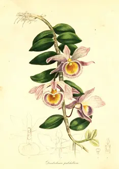Dendrobium Prints: Showy dendrobium, Dendrobium pulchellum
