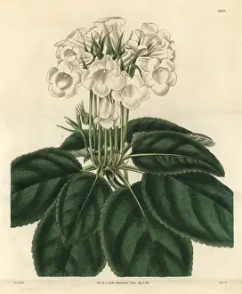 Showy gloxinia, Gloxinia speciosa var albiflora