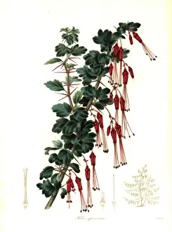 Ribes Prints: Showy gooseberry or fuchsia-flowered gooseberry