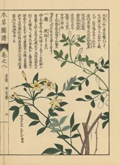 Illustratedguidetomedicinalplants Prints: Showy jasmine, Jasminum floridum