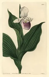 Sydenhamedwards Prints: Showy lady s-slipper orchid, Cypripedium reginae