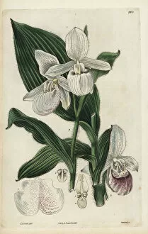 Cypripedium Collection: Showy ladys slipper orchid, Cypripedium reginae