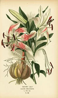 Lily Gallery: Showy lily, Lilium speciosum