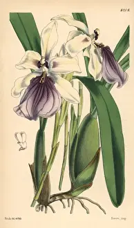 Spectabilis Prints: Showy miltonia orchid, Miltonia spectabilis