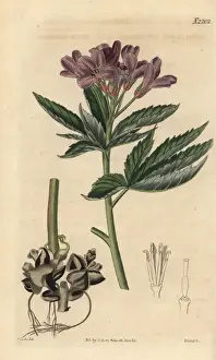 Showy toothwort, Cardamine pentaphyllos