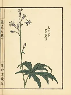 Gardenflower Prints: Shredded umbrella plant, Syneilesis palmata