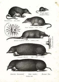 Schinz Collection: Shrews and moles