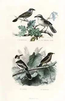 Hook Prints: Shrikes, hook-billed vanga and gonolek