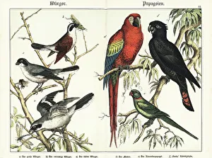 Shrikes and parrots