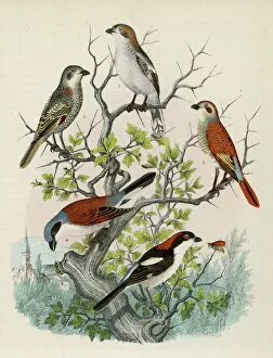 Birds Collection: Five shrikes perched on a bush