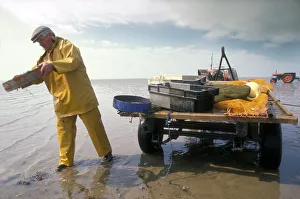 Cumbrian Gallery: Shrimp fisherman, Flookborough, Morecambe Bay - 4