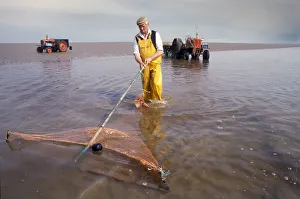 Cumbrian Gallery: Shrimp fisherman, Flookborough, Morecambe Bay - 6