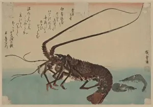 Lobster Prints: Shrimp and lobster