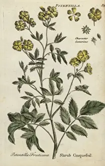 Joshuahamilton Prints: Shrub cinquefoil, Potentilla fruticosa