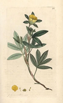 Shrubby cinquefoil, Dasiphora fruticosa