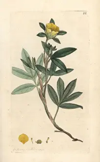 Cinquefoil Prints: Shrubby cinquefoil, Dasiphora fruticosa