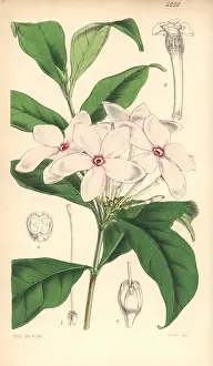 Shrubby Prints: Shrubby kopsia, Kopsia fruticosa