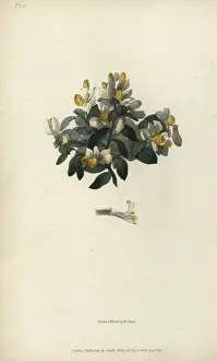 Richardmorris Prints: Shrubby milkwort, Polygala chamaebuxus
