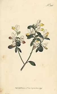 Stephen Couchman Prints: Shrubby milkwort, Polygaloides chamaebuxus