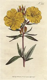 Shrubby Prints: Shrubby oenothera with vivid yellow flowers