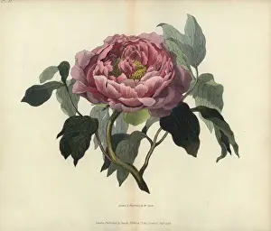 Richardmorris Prints: Shrubby peony, Paeonia moutan