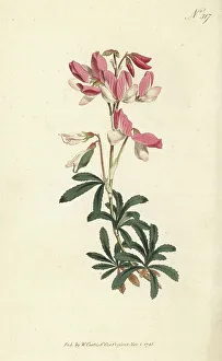 Stephen Couchman Prints: Shrubby rest-harrow, Ononis fruticosa