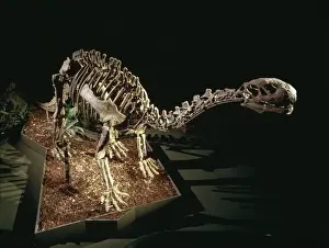 Quadruped Prints: Shunosaurus