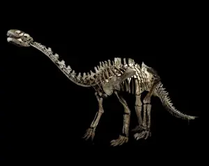 Shunosaurus