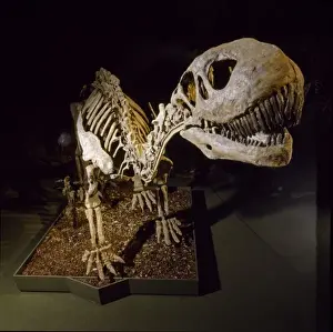 Shunosaurus