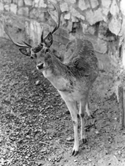 Fallow Prints: Shy Fallow Deer