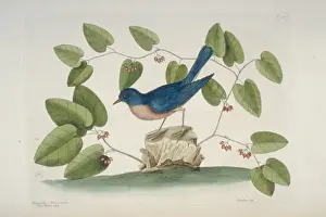 Sialia sialis, eastern bluebird