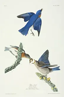 Lamiales Prints: Sialia sialis, eastern bluebird