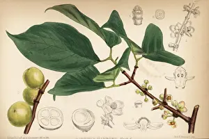 Garcinia Prints: Siam gamboge or Hanburys garcinia, Garcinia hanburyi