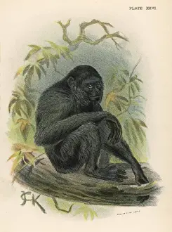 Siamang Prints: Siamang Monkey / Jck