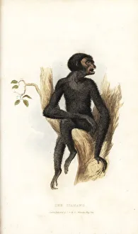 Landseer Collection: Siamang, Symphalangus syndactylus. Endangered