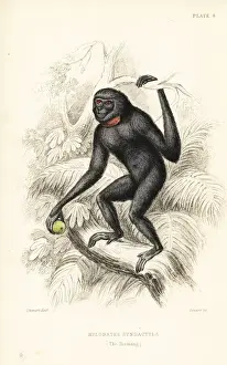 Siamang, Symphalangus syndactylus. Endangered