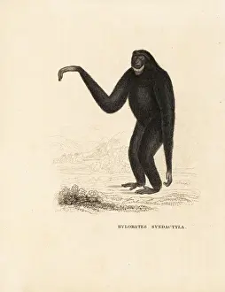 Siamang, Symphalangus syndactylus. Endangered
